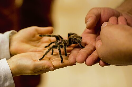 Spinne auf der Hand