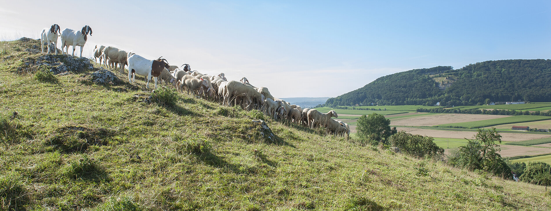 Schaf- und Ziegenherde am Bubenheimer Berg