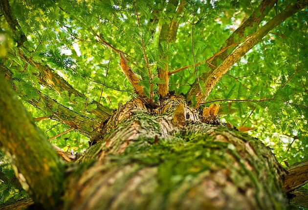 Waldbaden Baum