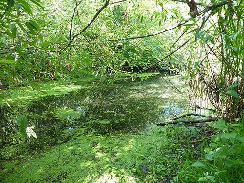 Stillbereich in der Altmühlaue bei Graben