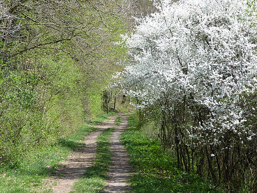 ...am Treuchtlinger Burgstall