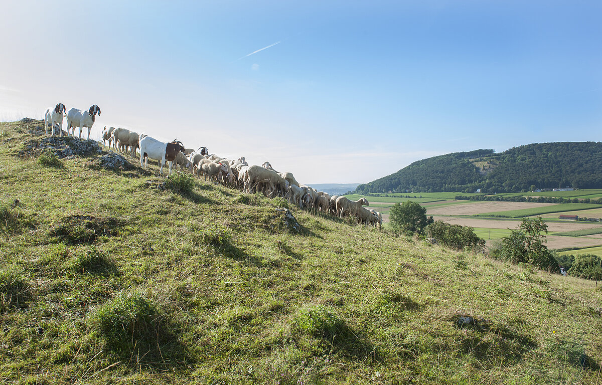 Schaf- und Ziegenherde am Bubenheimer Berg
