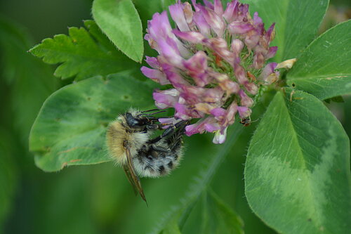 Ackerhummel auf Rotklee