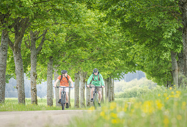 Durch die Allee oberhalb von Möhren fahren zwei Radfahrer.