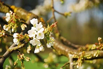 Eine weiße Kirschblüte