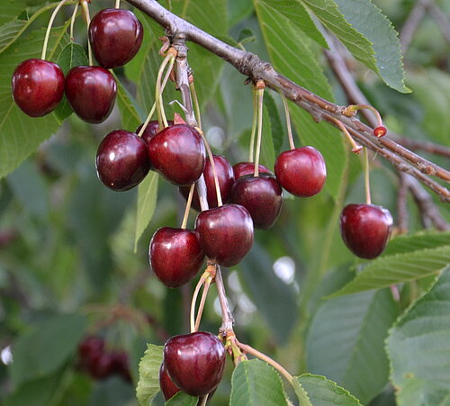 Rote, reife Kirschen am Baum