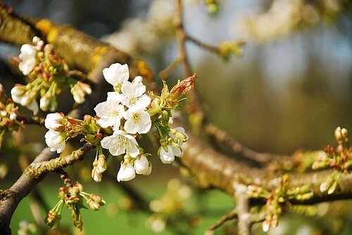 Eine weiße Kirschblüte