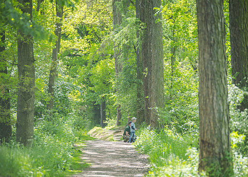 Vater steht mit seinem sohn auf dem Waldweg und schaut interessiert in den Wald.