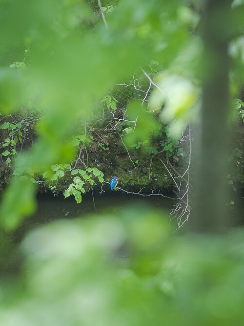 Eisvogel auf einem Ast