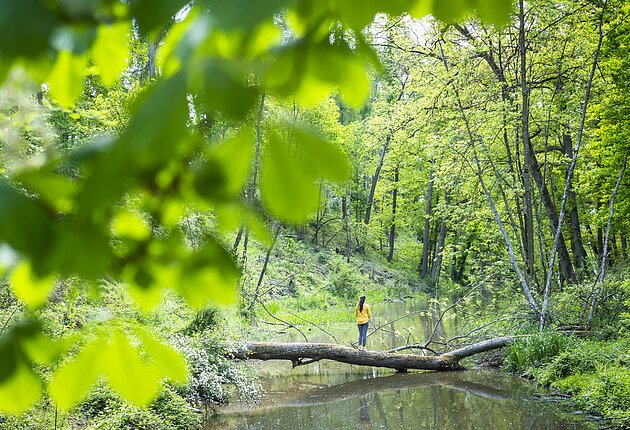 Eine Frau steht rücklings auf einem Baum der quer über dem Wasser liegt und genießt die Natur.