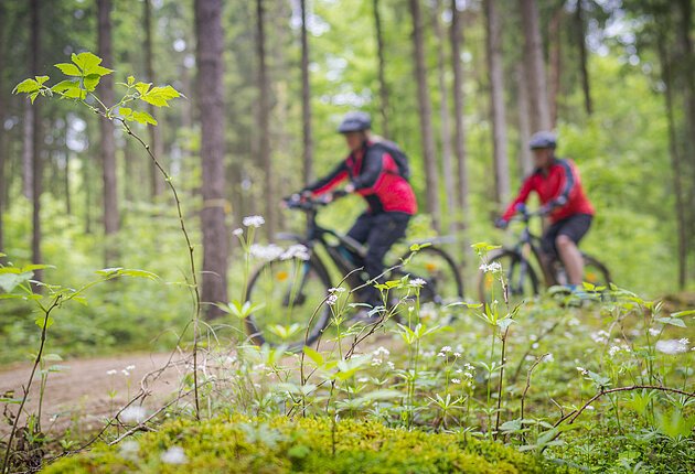 Mountainbiker im Wald unterwegs auf den Heumöderntrails, es ist hier ein eher ruhigeres Bild mit weniger Action