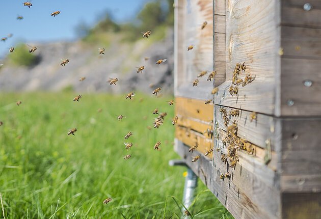 Ein Bienenhaus um das Bienen schwirren auf einer Wiese und im Hintergrund erkennt man einen kleinen Berg