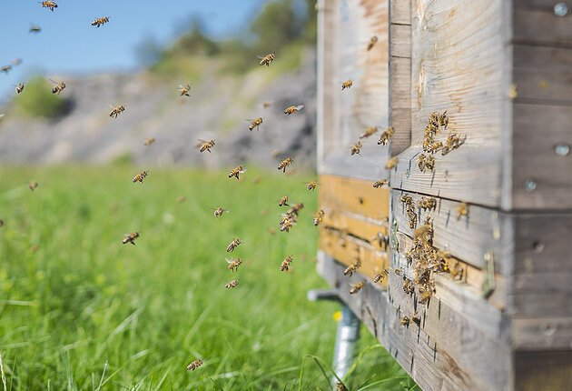 Ein Bienenhaus um das Bienen schwirren auf einer Wiese und im Hintergrund erkennt man einen kleinen Berg