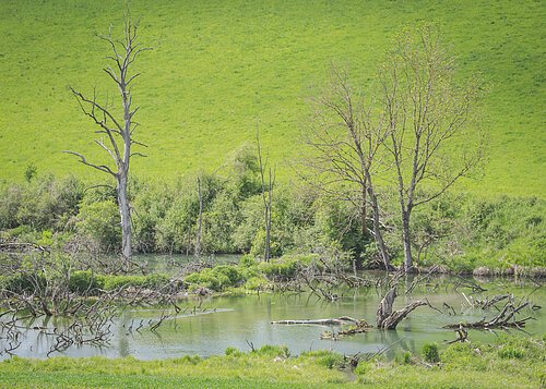 Im Tal der Biber, Biotop