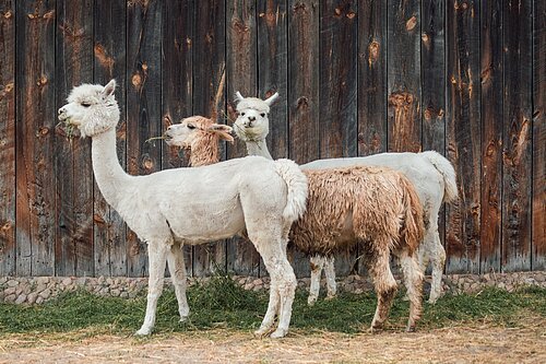 Zwei weiße und ein braunes Alpaka stehen vor einer Holzhütte