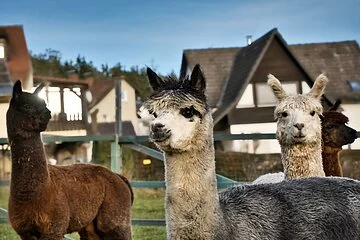 Ein braunes, graues und weißes Alpaka stehen auf der Wiese und schauen in die Kamera