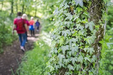 Familie beim wandern durch den Wald, Von Natur umgeben