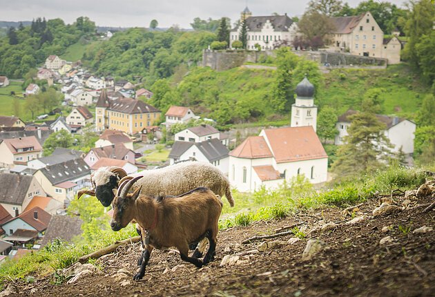 Gämse am Kalvarienberg mit Talsicht nach Möhren