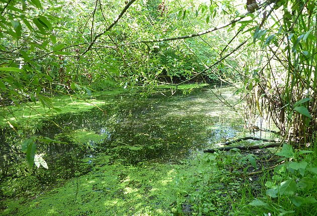 Stillbereich in der Altmühlaue bei Graben