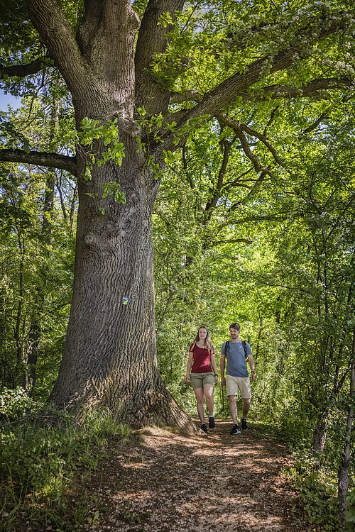 Paar wandert den Schlaufenweg Altmühlblick durch den Wald entlang des Karlsgaben unter hohen Bäumen