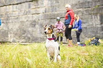 Frontaufnahme eines Kletterhangs am Steinbruch Möhren. Kletterer stehen vor der Steinwand. Im Vordergrund sitzt ein Hund.