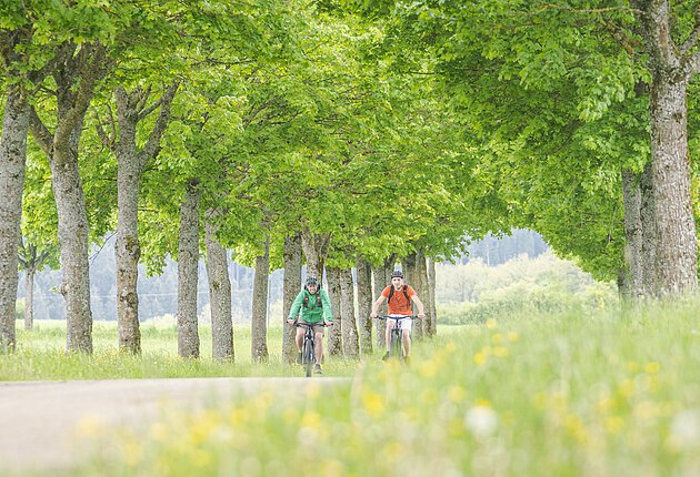 Allee am Sportplatz Möhren mit Radfahrern