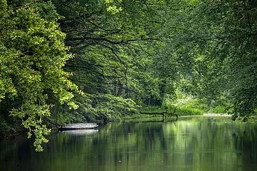 Der Karlsgraben, ein von Mensch erschaffener, Wassergraben ist umrahmt von grünen Zweigen, die sich Richtung Wasser strecken.