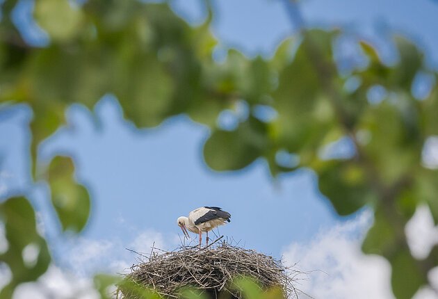 Storchennest