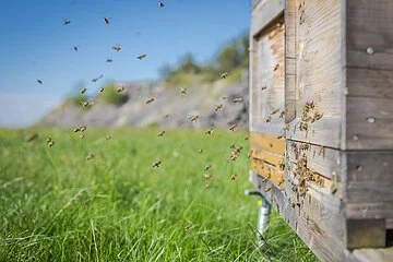 Ein Bienenhaus um das Bienen schwirren auf einer Wiese und im Hintergrund erkennt man einen kleinen Berg
