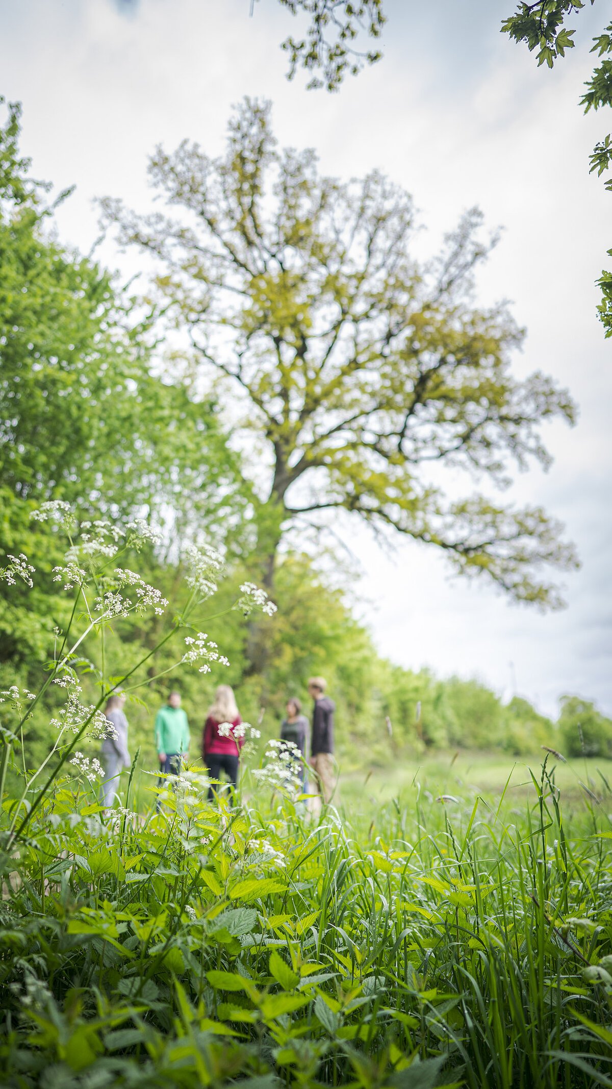 Fokus des Bildes ist die Natur rings herum, Teilnehmer stehen auf einer Wiese/Lichtung im Hintergrund