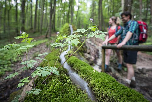 Entdeckungen an der Steinernen Rinne bei Wolfsbronn