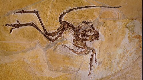 Der versteinerte Archaeopteryx, der im Museum Solnhofen ausgestellt ist.