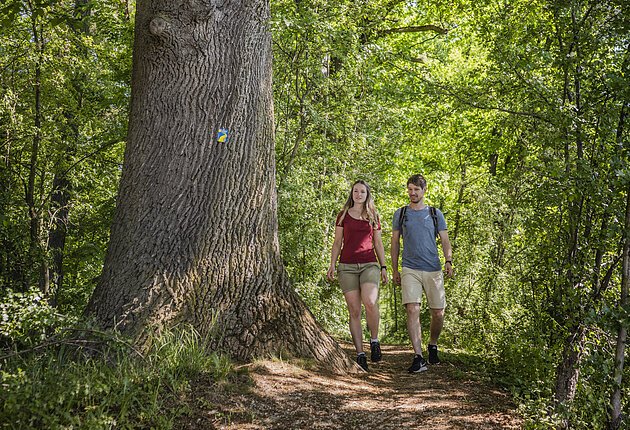 Paar wandert den Schlaufenweg Altmühlblick durch den Wald entlang des Karlsgaben unter hohen Bäumen