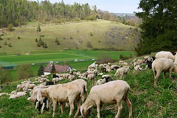 Schafherde grast auf der Weide. Im Hintergrund ist eine Wacholderheide zu sehen.