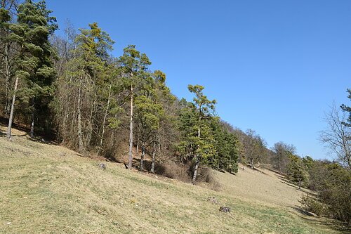 Das Bild zeigt das Naturwaldreservat in Schambach