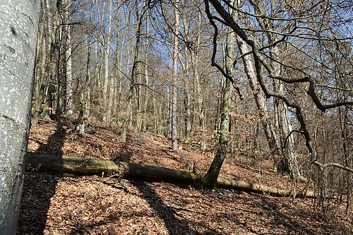Der Wald im Stadtteil Auernheim ist zu sehen, mit dem Fokus auf den Klimwandel und den Einfluss den der Wald hat.