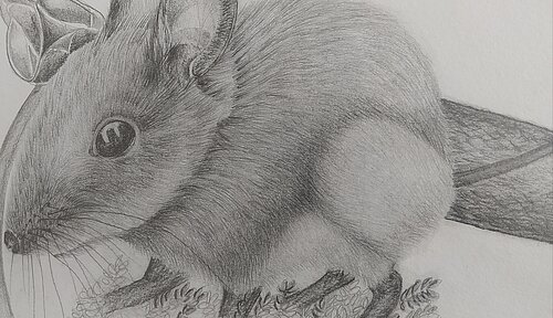 Auf dem Bild ist eine Maus, wahrscheinlich eine Spitzmaus, mithilfe eines Bleistiftes gezeichnet. Viele kleine Details zu sehen, wie beispielsweise die kleinen Schnurrhaare