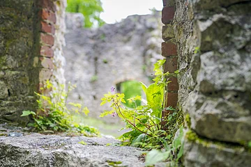 Pflanzen wachsen zwischen alten Stein- und Ziegelmauern einer Ruine.