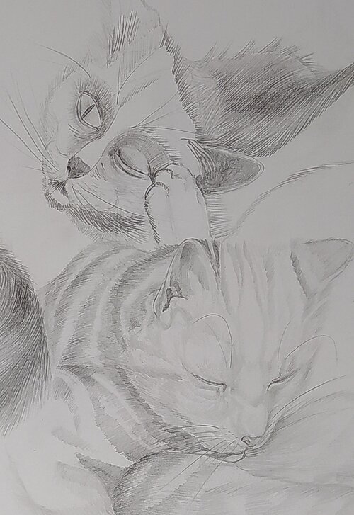 Liebenswerte Tiere zeichnen lernen Auf dem Bild sind zwei Katzen mit Bleistift gezeichnet zu sehen.