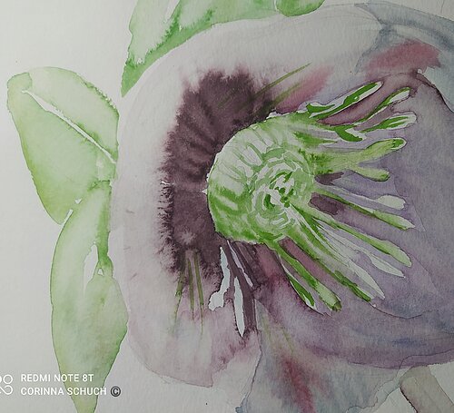 Frühblüher Aquarell Auf dem Bild ist eine Blüte zu sehen, die blüht. Es wurde mit Aquarellfarbe gemalt.