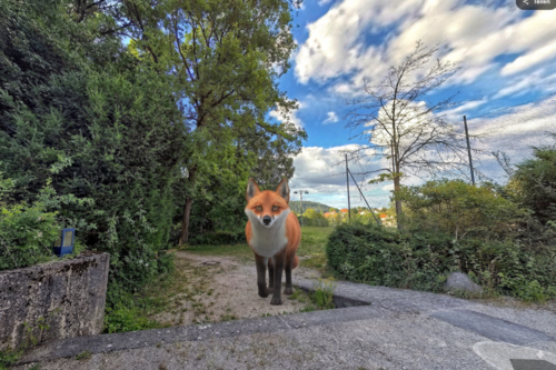 Fuchs_AR-Pfad_am_Burgstall Virtueller Fuchs auf dem Augmented Realtiy-Pfad am Burgstall