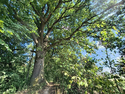 Eiche am Karlsgraben Waldweg unter großem Baum mit dichtem grünen Laub und blauem Himmel im Hintergrund.