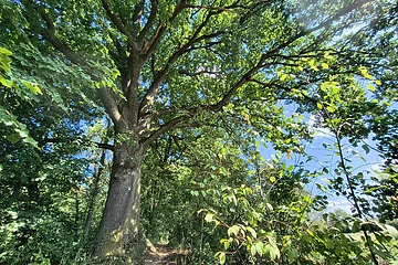 Waldweg unter großem Baum mit dichtem grünen Laub und blauem Himmel im Hintergrund.