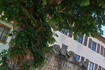 Der Torbogen zum Stadtschloss