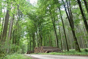 Radweg durch den Wald bei Möhren