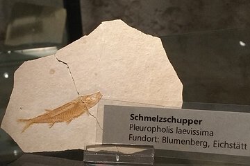Fossilien-Ausstellung - Schmelzschupper