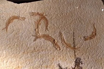 Leptolipes sprattiformis
