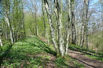 Frühling am Treuchtlinger Burgstall