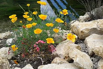 Gasthaus Schlossblick - Blumen am Bach