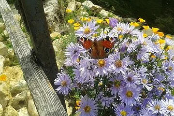 Gasthaus Schlossblick - Blumen am Bach mit Schmetterling